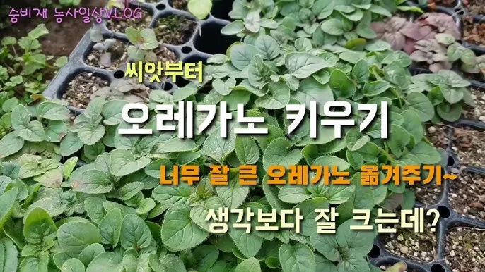 오레가노 재배 삽목 번식 통풍 관리 잎 수확_3
