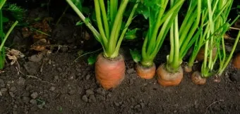 당근 재배 씨 뿌리기 토심 확보 잡초 관리_5