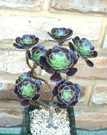 다육이 흑법사 키우기, 철화, 물주기, 꽃, 꽃말_48