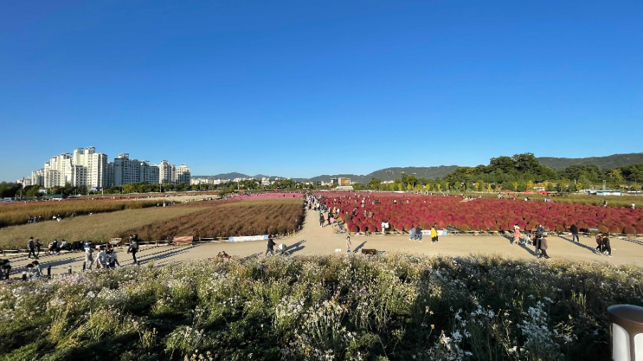 양주 나리농원 꽃 축제