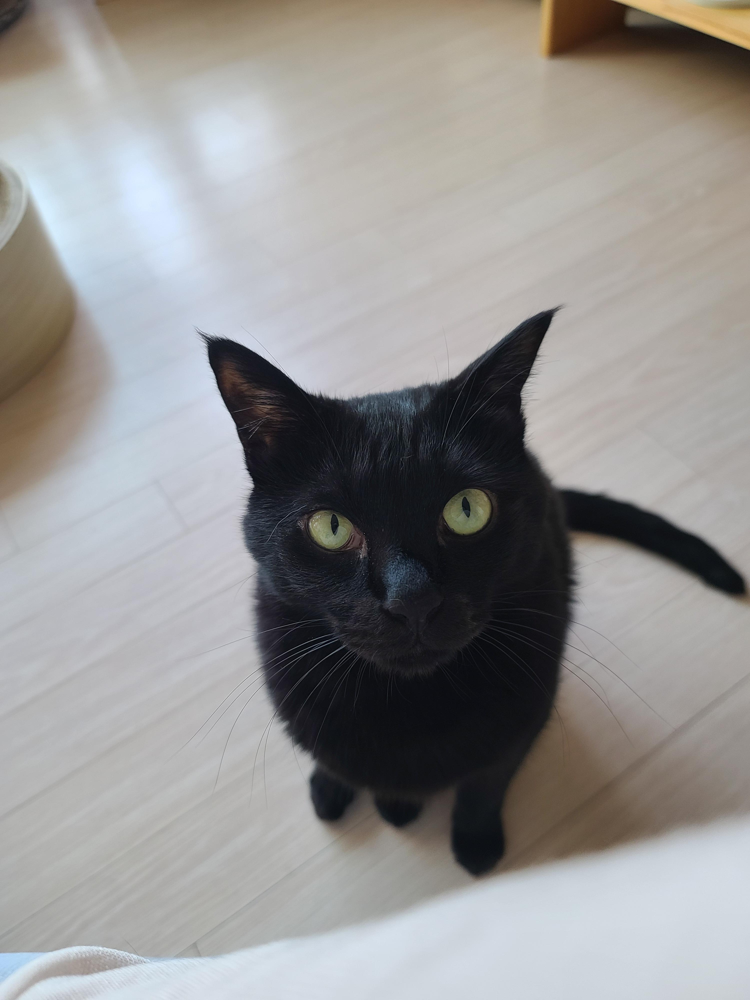 엄마껌딱지 고양이를 무시했더니..