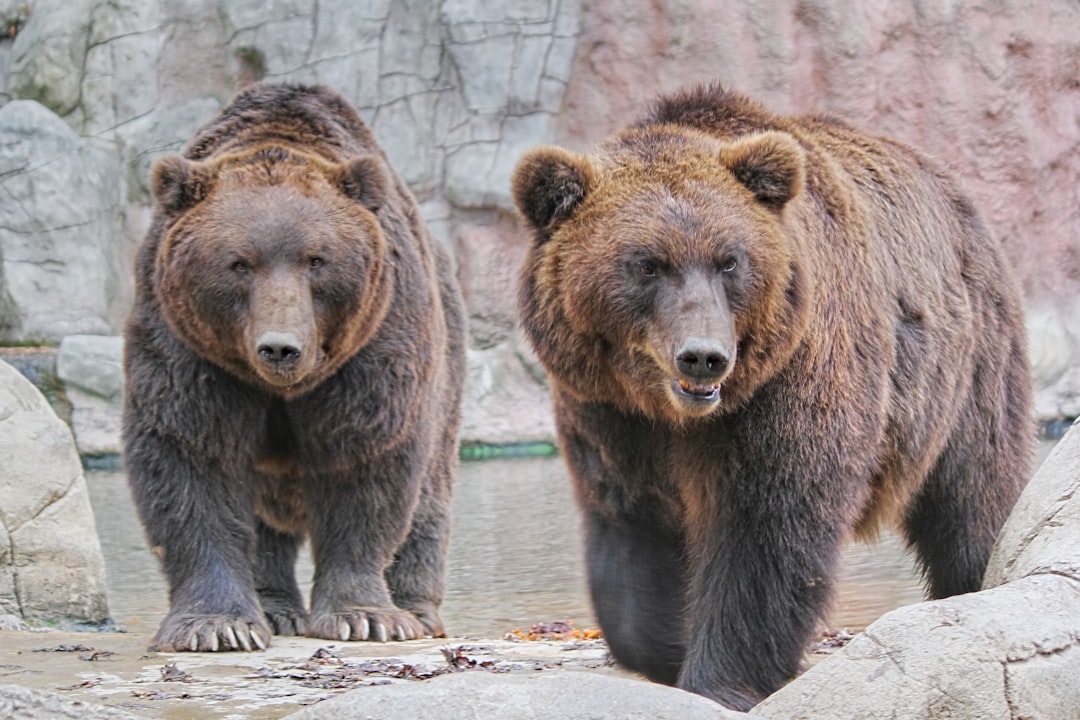 Bears