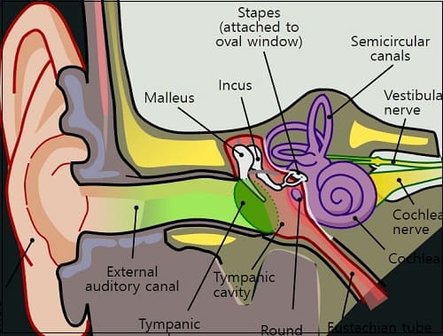 배 멀미는 왜 일어나나 VIDEO: What causes seasickness?