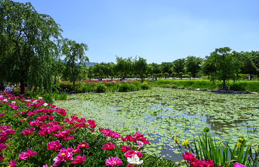 거창 창포원 작약
