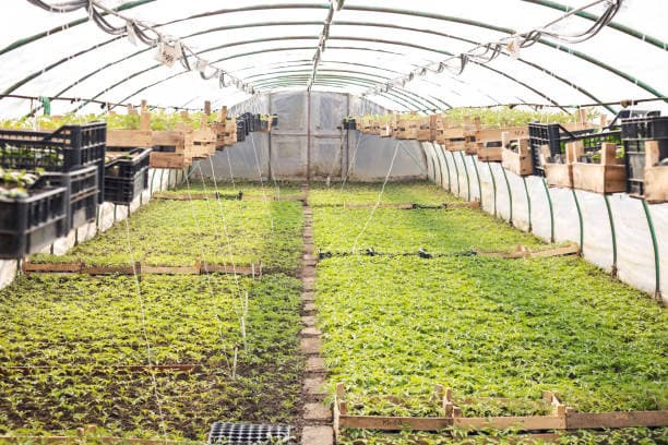 식물 공장이란? 미래 농업의 새로운 패러다임