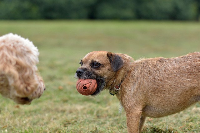 인천 반려견 놀이터 지도 [위치, 특징, 운영시간) 관련 사진