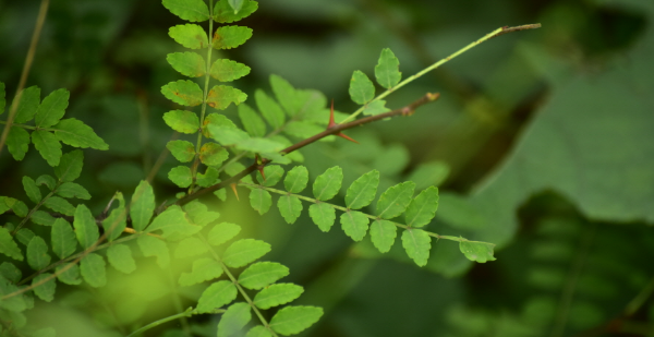초피나무 가시(줄기)