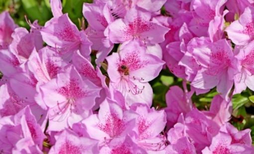 2025 군포 철쭉축제 교통 안내