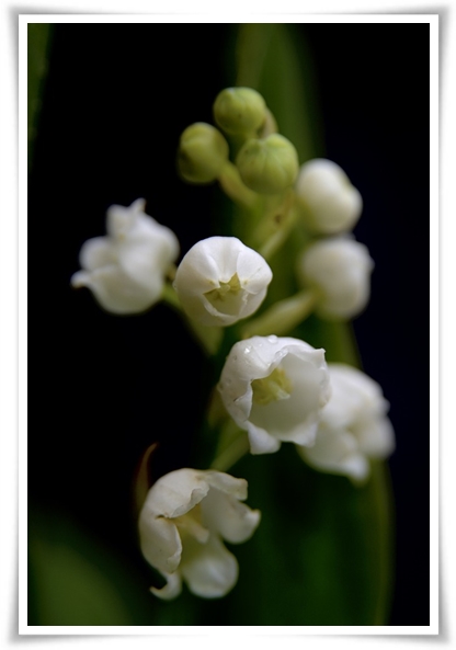 "은방울 꽃" 자연의 아름다움과 신비를 담은 작은 보석!