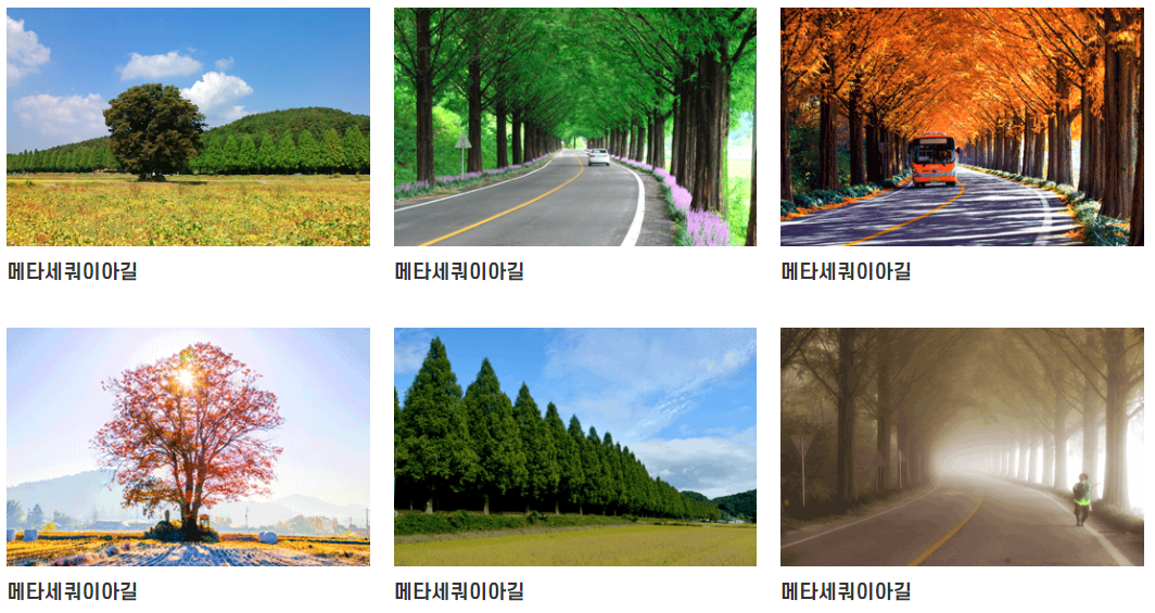 순창 메타쉐쿼이아길