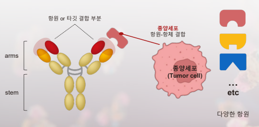 항체의 구조