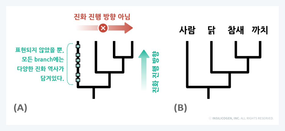 원시 분류군, 고등 분류군
