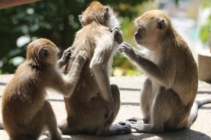 원형탈모 클록스액