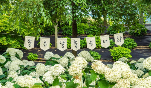 초여름 수국 명소 추천 BEST 7
