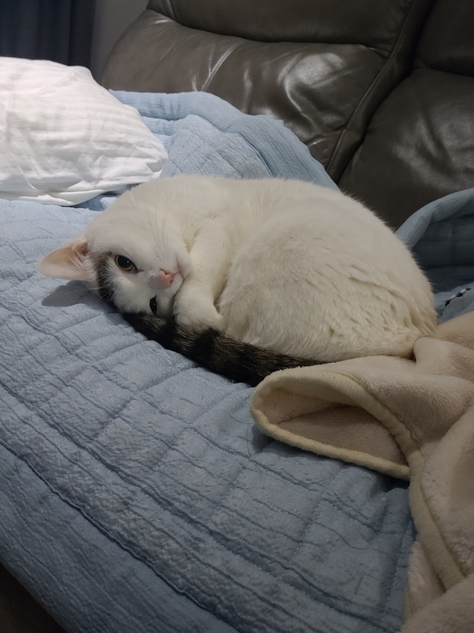 겨울철 추운지 이불에서 벗어나지 않는 고양이 쌈무