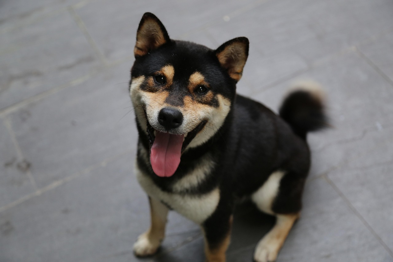 강아지 귀청소 관련 사진