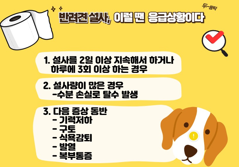 반려견 장염 증상과 대처 방법