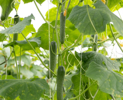 6월 텃밭 작물 추천 오이