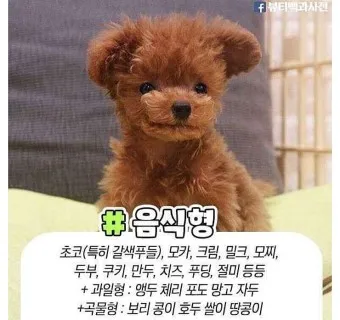반려견 이름 작명 독특한 강아지 이름 제안_12