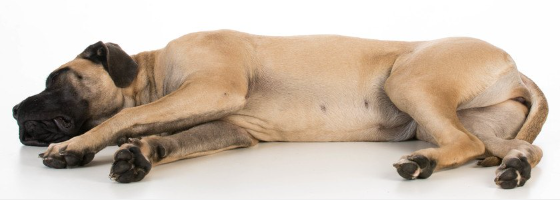 잠자는 잉글리쉬 마스티프.