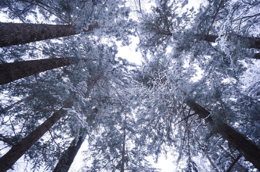 강원도 겨울 트레킹 추천 BEST 5 : 설경 걷기 좋은 길