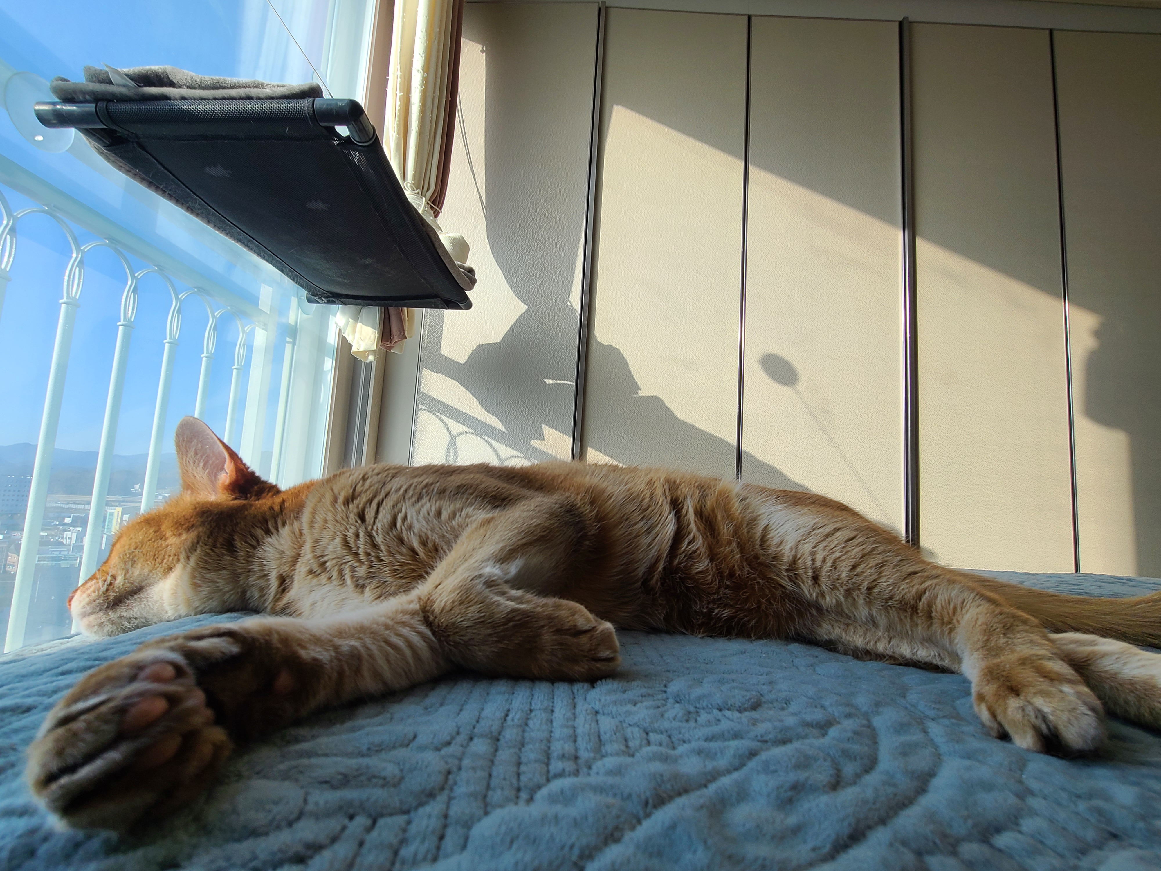 이른 아침 아홉냥이네의 고양이들. 집사가 눈을 떴을때 볼수 있는 사랑스런 고양이들.