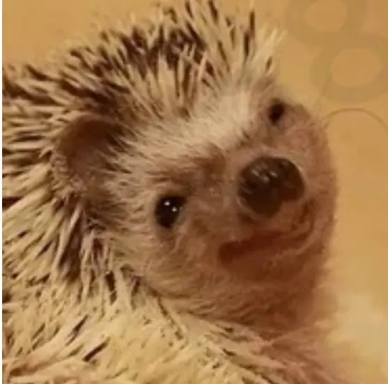 귀여운 고슴도치