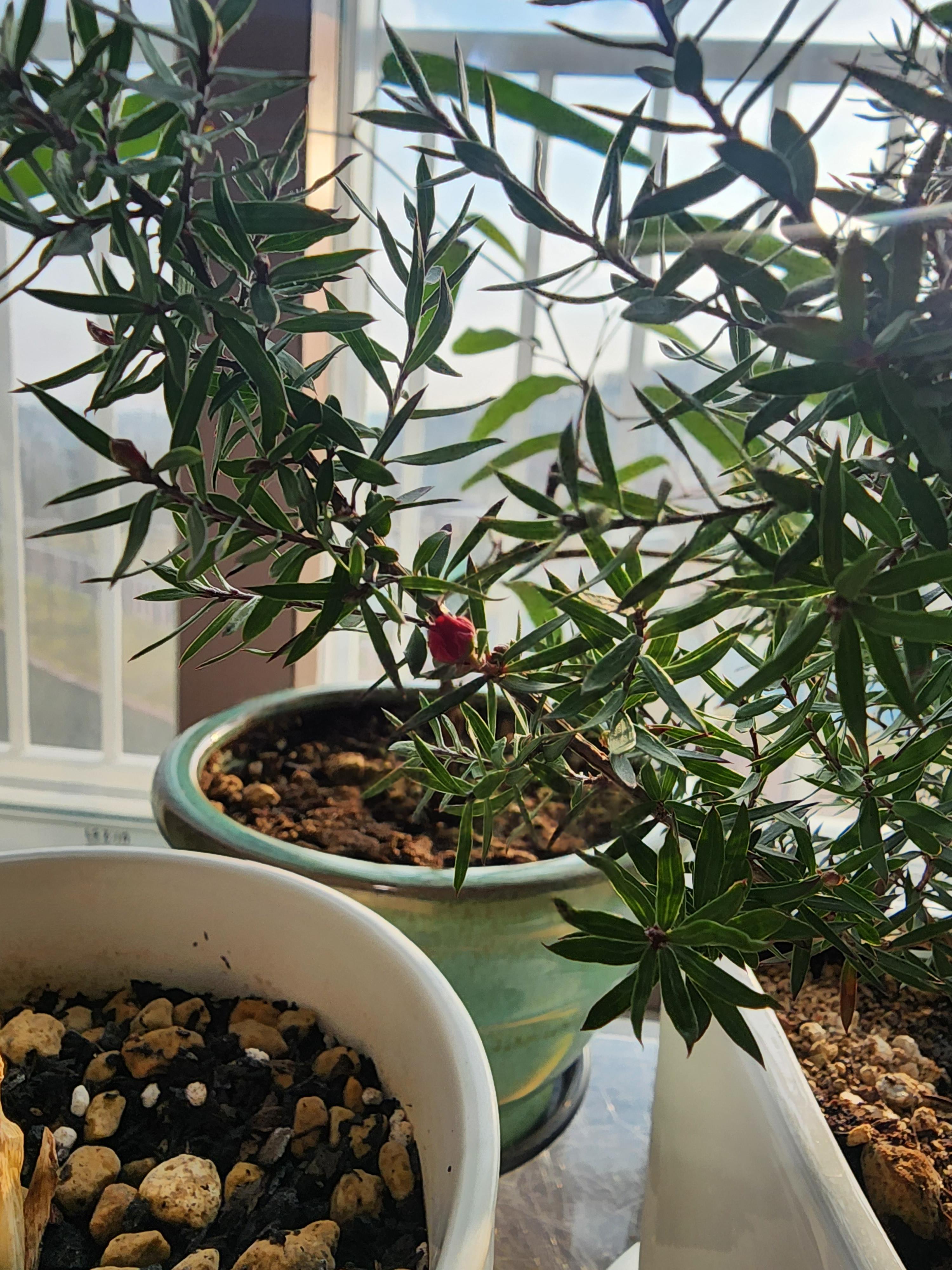 꽃망울이 펼쳐지고 있는 호주매화