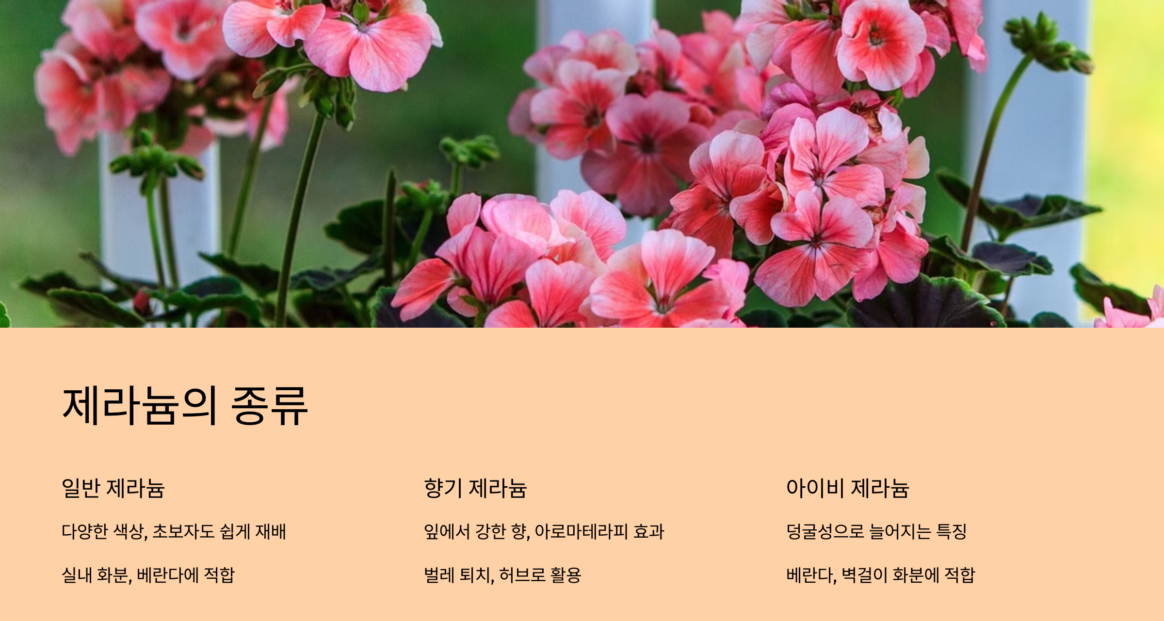 제라늄