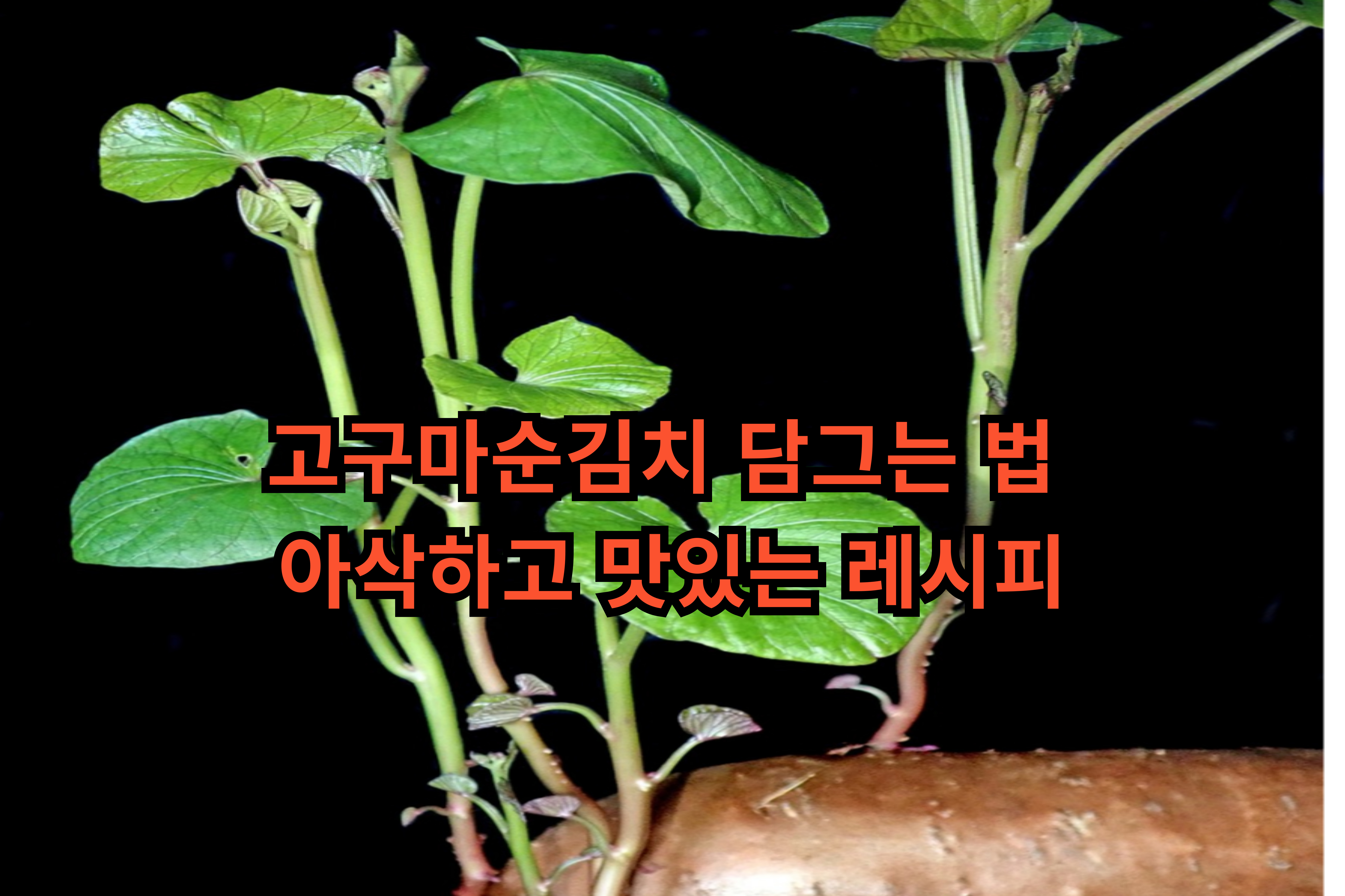 고구마순-김치- 담그는- 법