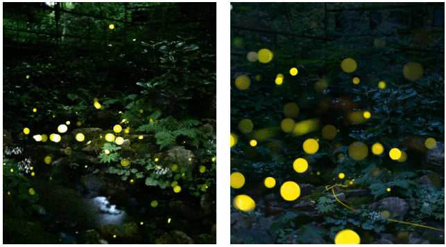 2025년 화담숲 벚꽃 사전예약 (입장료&amp;#44; 모노레일)