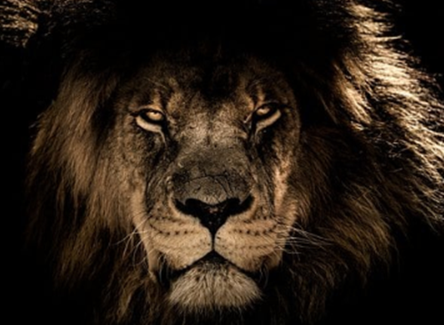 어두운 배경에 호랑이가 무섭게 처다 보고 있는 모습