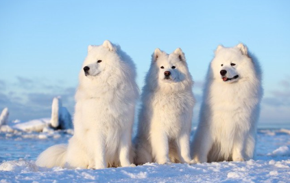 세 마리의 사모예드.