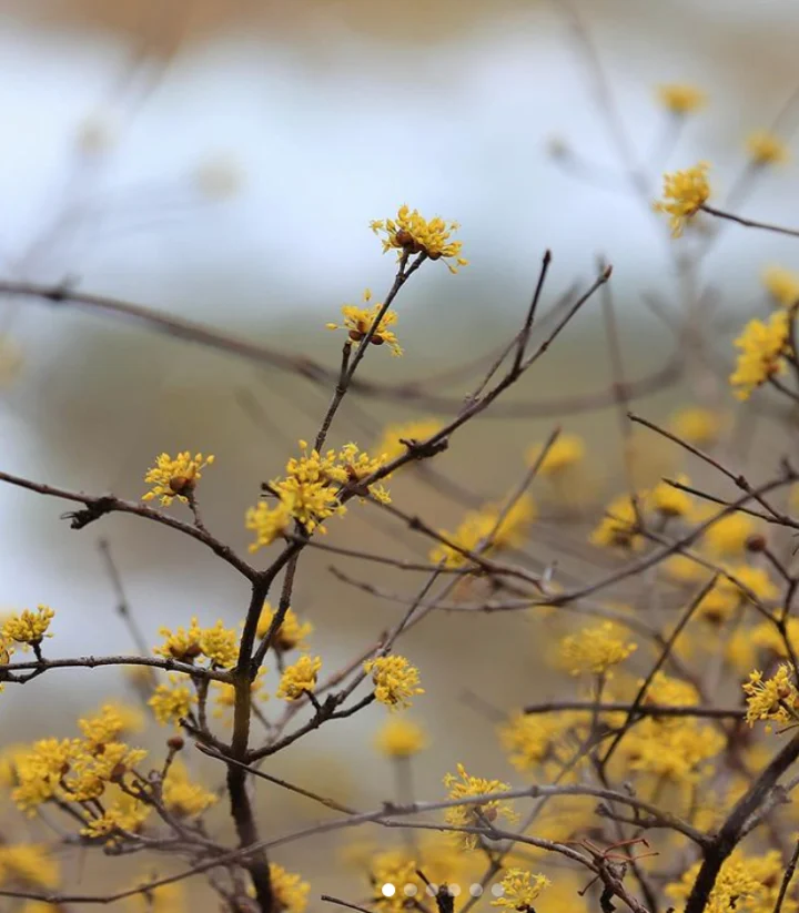 구례산수유꽃축제-6시내고향