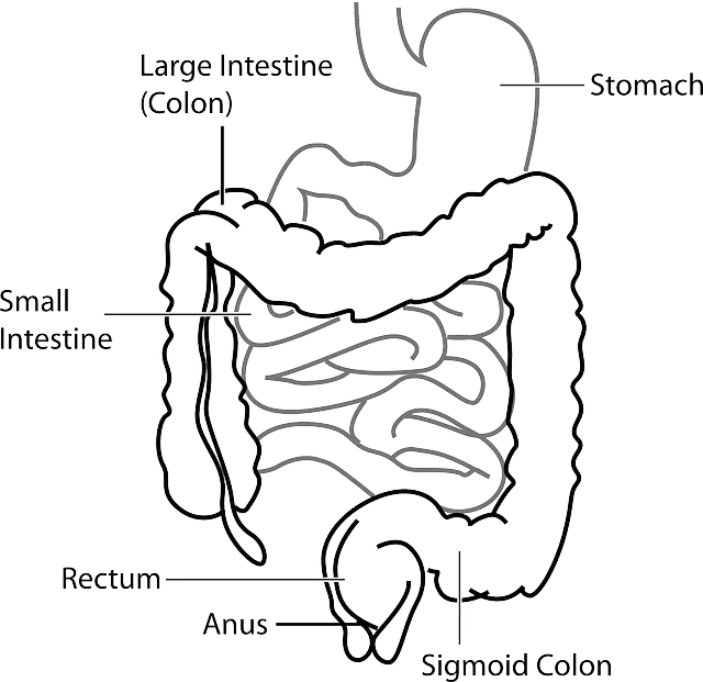 혈변이 나오는 이유