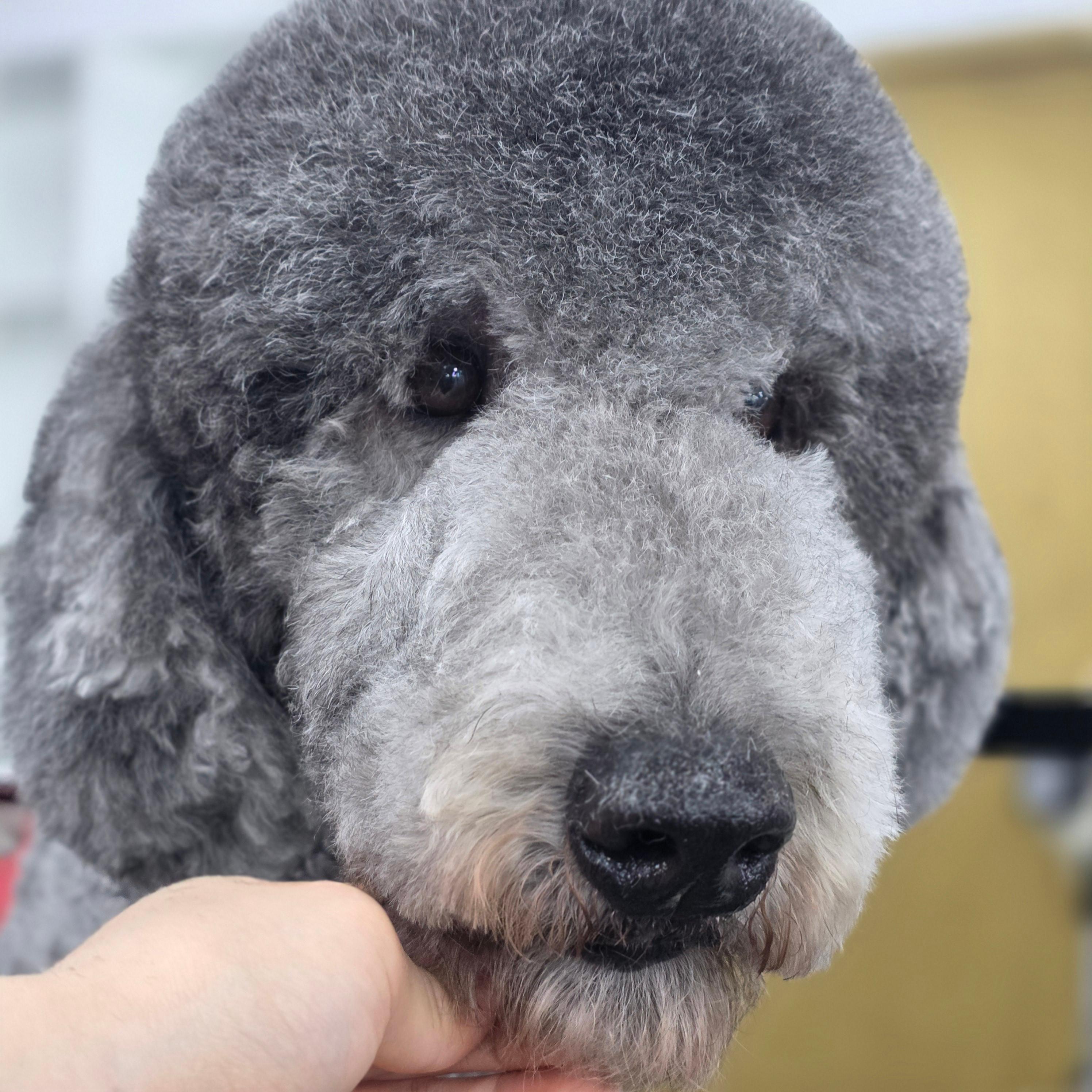 병점애견미용학원