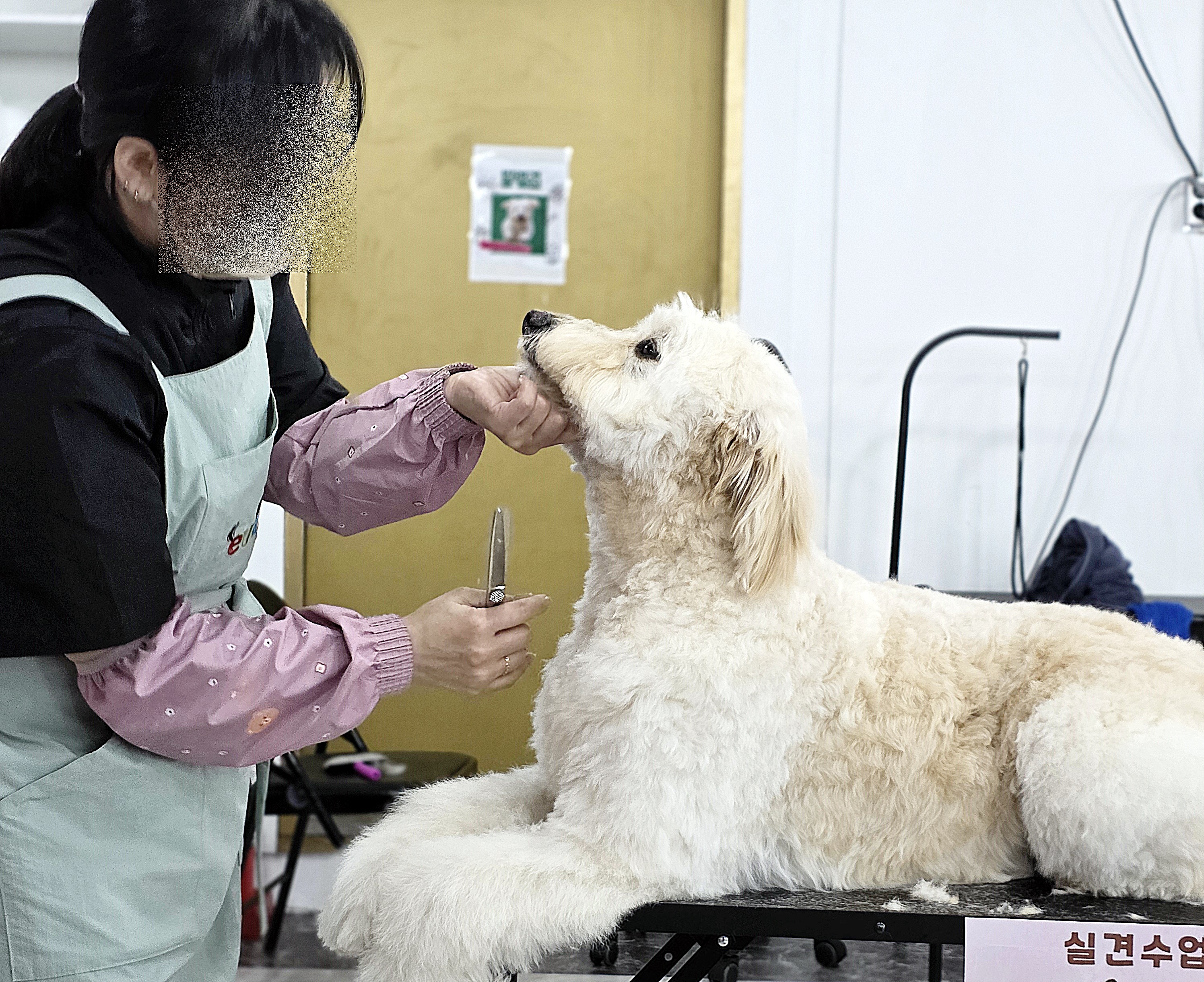 사상구애견미용학원