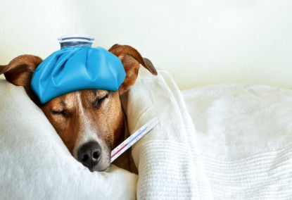 개가 열이 날 때