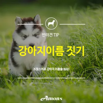 반려견 이름 작명 독특한 강아지 이름 제안_15