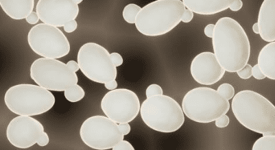 맥주효모의 효능 11가지, 부작용