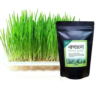 새싹보리 재배 발아 온도 물 분무 수확 시기_8