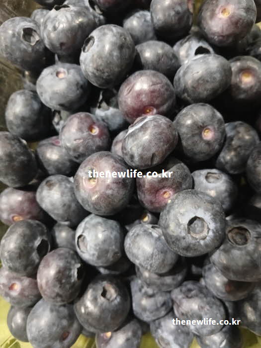 췌장 세포의 산화 스트레스를 줄여주는 당뇨 좋은 음식 과일 블루베리 실물 사진