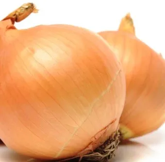 양파 수확시기_8