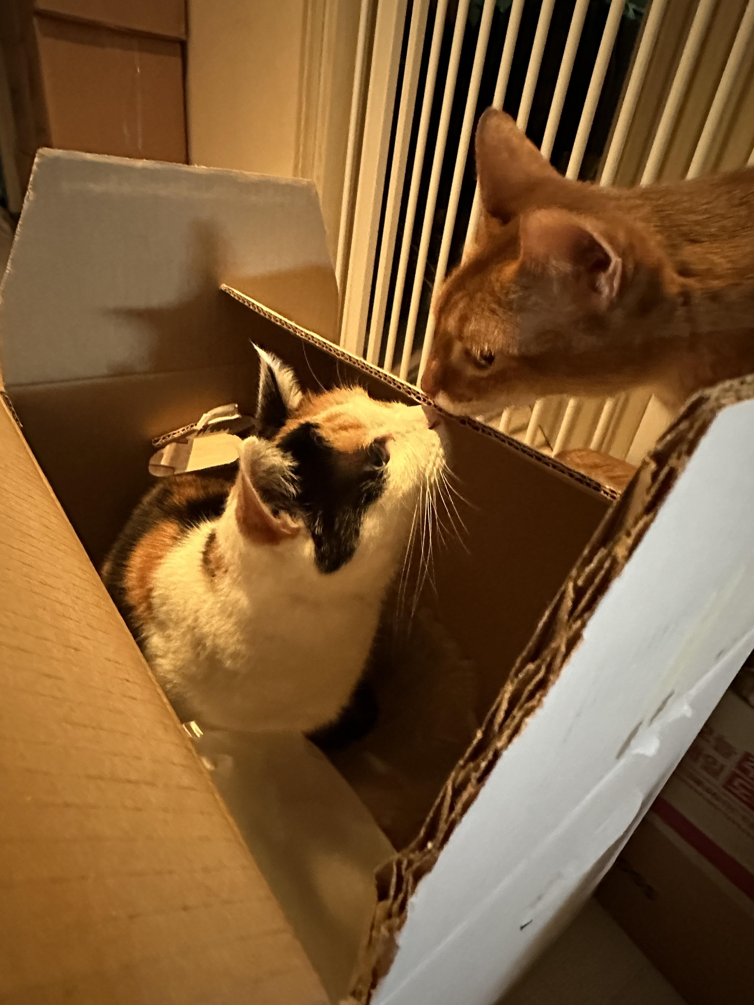 코인사하는_고양이들