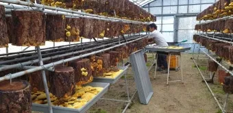 상황버섯 재배 톱밥 배지 균사 배양 환기 관리_12