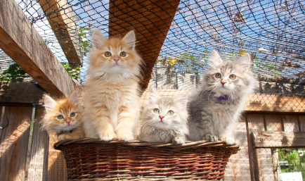 바구니 속의 고양이들.