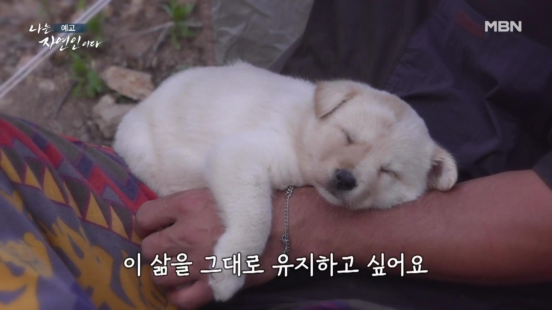 나는 자연인이다 40대 강아지 순이와 산에 살며 캠핑,주꾸미 삼겹살,열무 비빔국수,산나물 튀김 칠전팔기 오프로드 인생 자연인 최명훈 소개 및 윤택 출연 557회 다시보기