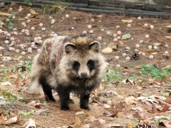 야생 너구리 도시 특징 매력 성격_21