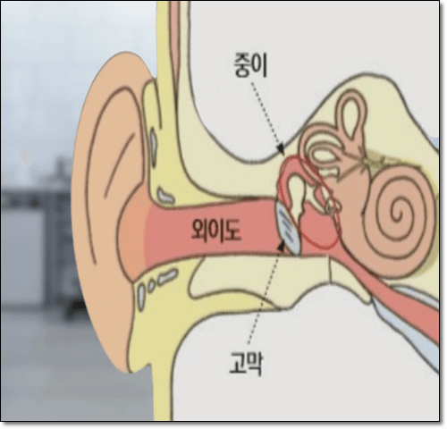 귀 구조 이미지