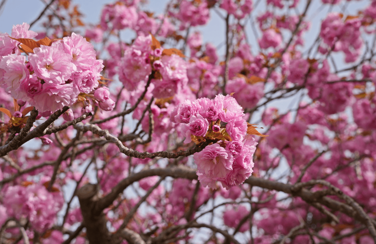 경주 벚꽃 개화시기